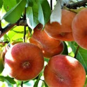 Pom Fructifer - Piersic Plat Remeny ( 20 bucati ) 1