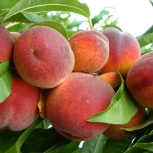 Pom Fructifer - Piersic Redheaven ( 20 bucati ) 1