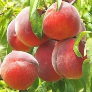 Pom Fructifer - Piersic Royal Summer ( 20 bucati ) 1