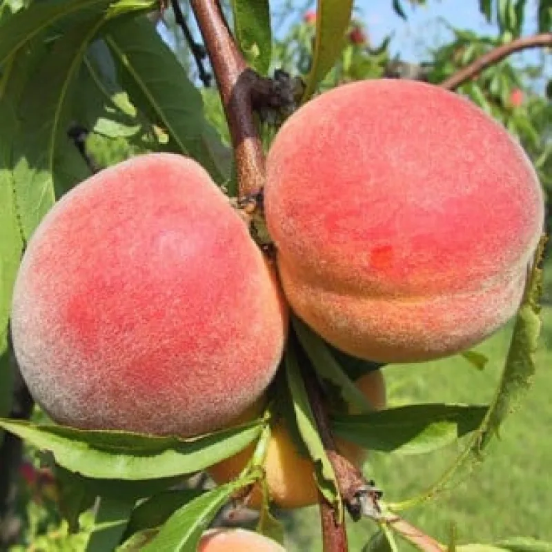 Pom Fructifer - Piersic Royal Velvet ( 20 bucati ) 1