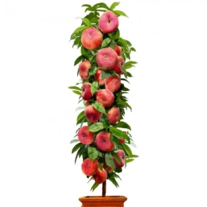 Pom Fructifer - Piersic Plat Columnar Little Pinocchio Anul 3 - Ghiveci 3 l - Inaltime 80 - 120 cm 1