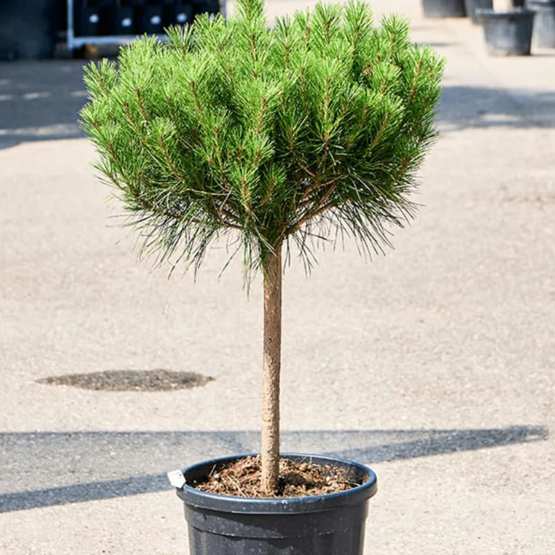 Pin Rosu Japonez - Pinus Densiflora Alice Verkade - Ghiveci 20 l - Inaltime 80 - 100 cm 1