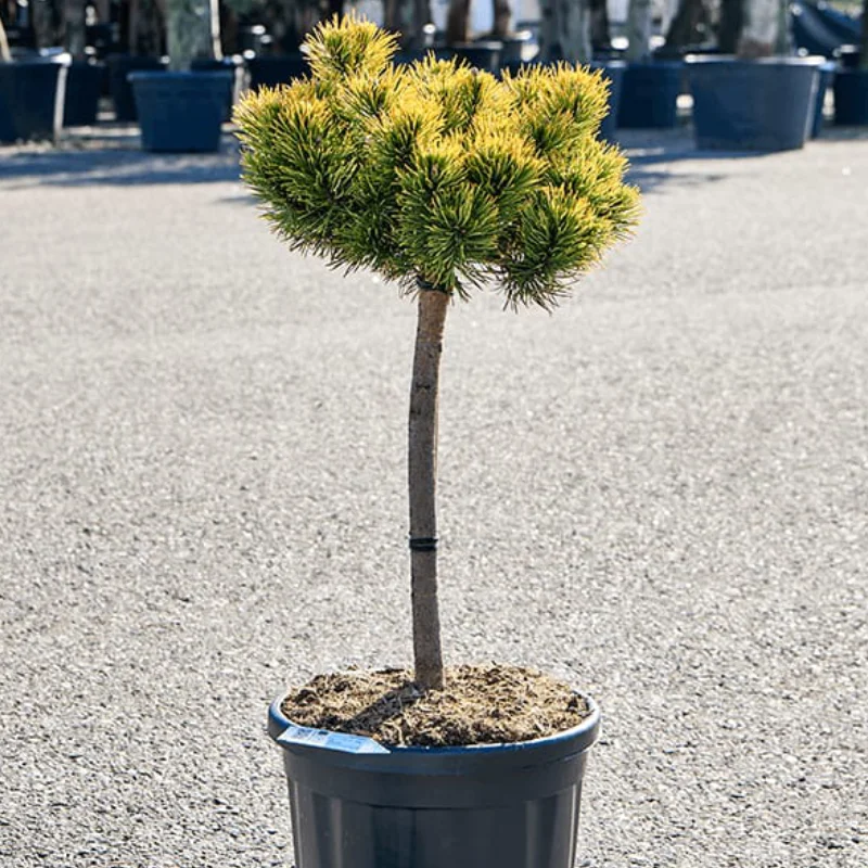 Pin Pitic - Pinus Densiflora Mugo Carstens Wintergold - Ghiveci 20 l - Inaltime 80 - 100 cm 1