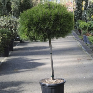 Pin Negru - Pinus Nigra Marie Bregeon - Ghiveci 20 l - Inaltime 60 - 80 cm 1