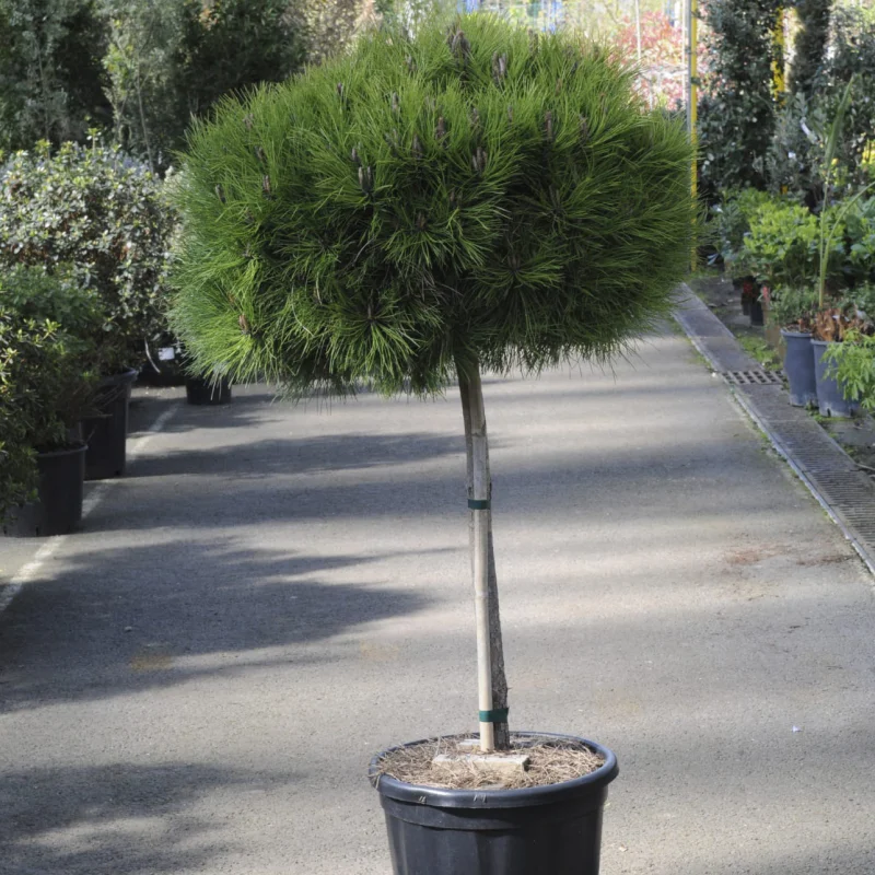 Pinus-Nigra-Marie-Bregeon Pin Negru - Pinus Nigra Marie Bregeon - Ghiveci 20 l - Inaltime 60 - 80 cm 1