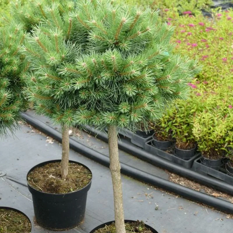Pinus-Sylvestris-Martham Pin Scotian - Pinus Sylvestris Martham - Ghiveci 20 l - Inaltime 60 - 70 cm 1