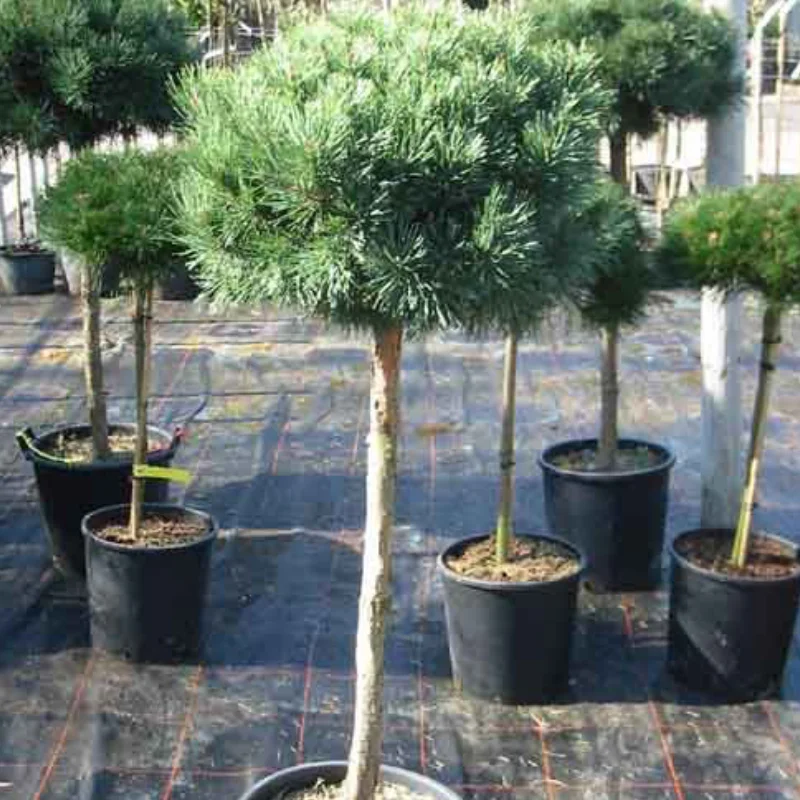 Pinus-Sylvestris-Watereri Pin Scotian - Pinus Sylvestris Watereri - Ghiveci 20 l - Inaltime 70 - 90 cm 1
