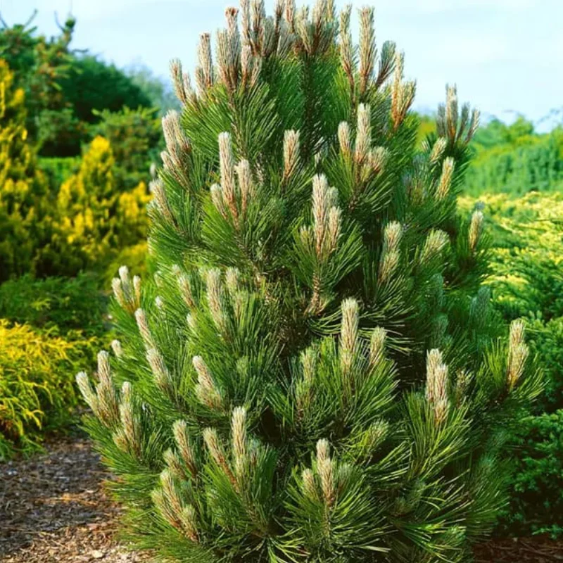 Pin Bosniac - Pinus Leucodermis Compact Gem - Ghiveci 10 l - Inaltime 50 - 60 cm 1