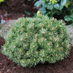 Pin Globular Pitic - Pinus Mugo Benjamin - Ghiveci 10 l - Inaltime 50 - 60 cm 1