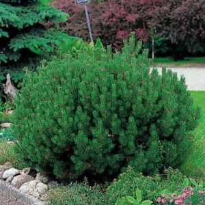 Pin Pitic - Pinus Mugo Mops - Ghiveci 10 l - Inaltime 40 - 60 cm 1