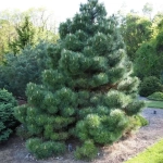 Pin Austriac Negru - Pinus Nigra - Ghiveci 5 L - Inaltime 70 - 90 cm 1