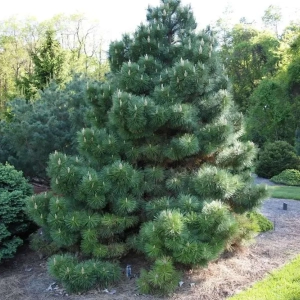 Pin Austriac Negru - Pinus Nigra - Ghiveci 5 L - Inaltime 70 - 90 cm 1