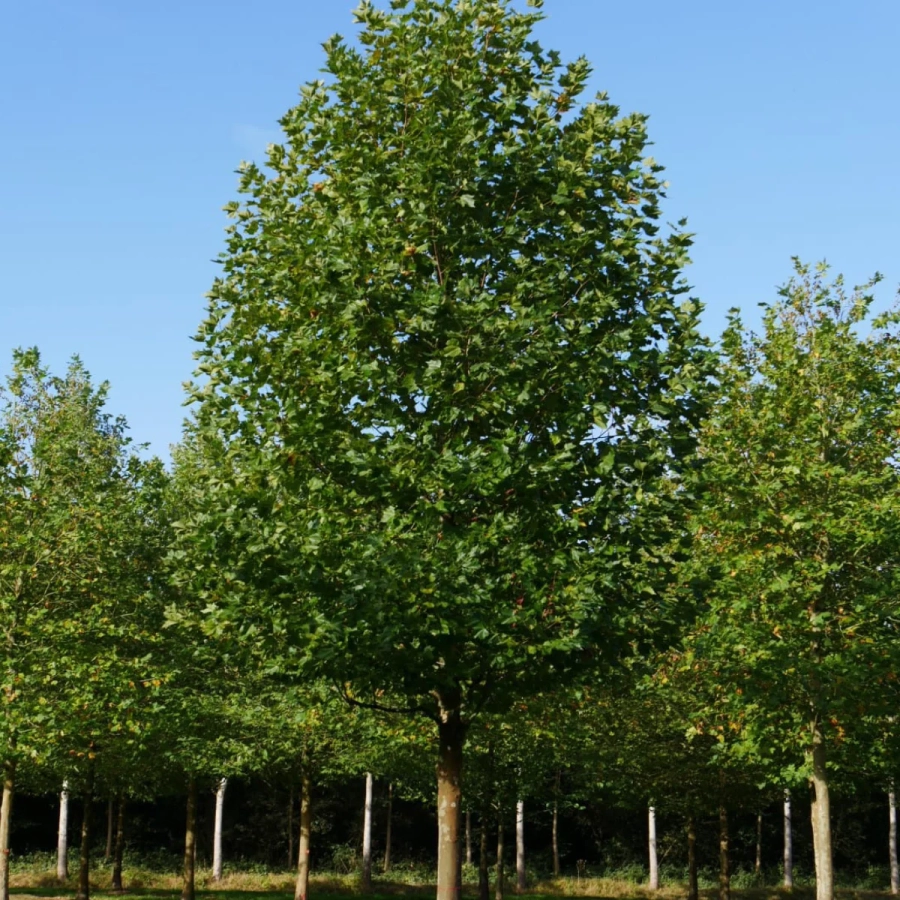 Platan - Platanus Hispanica - Ghiveci 3 L - Inaltime 130 - 150 cm 1