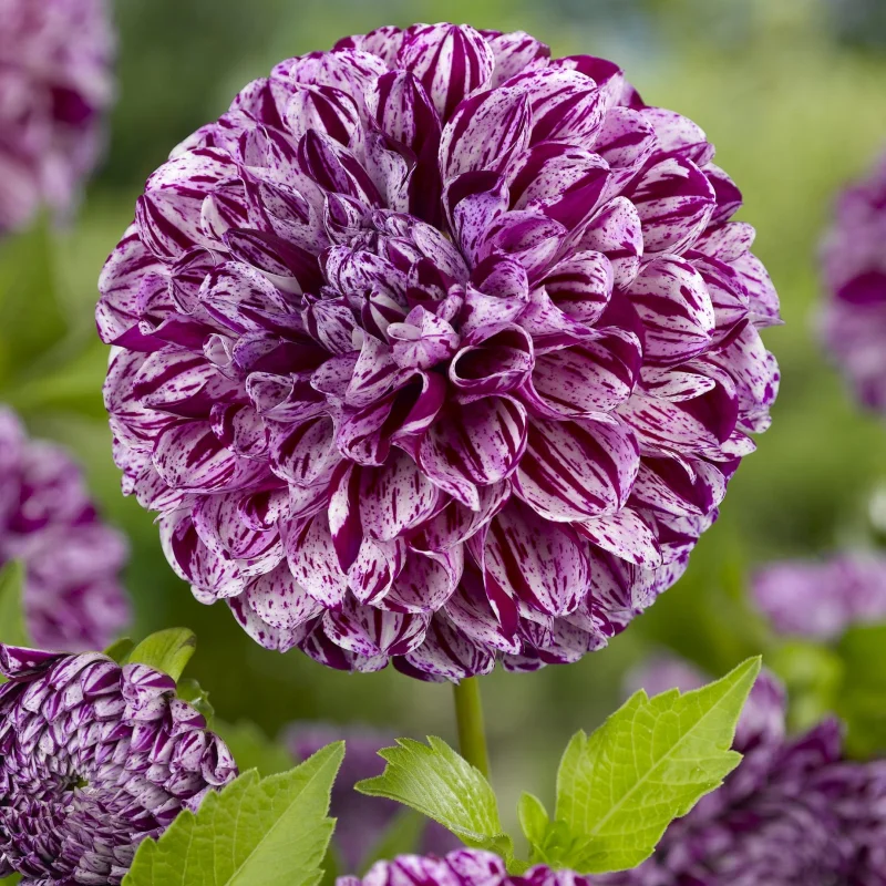 Poza-site Rizomi de Dalie Marble Ball 1