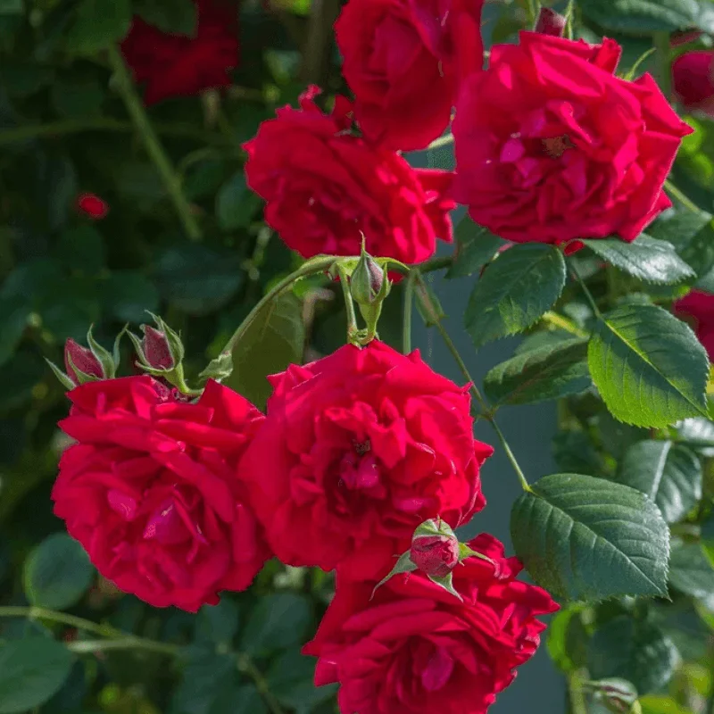 Trandafir Catarator „David Austin - Prince’s Tust” - Ghiveci 4 L - Anul 4 2