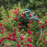 Trandafir Catarator "David Austin - Prince's Tust" - Ghiveci 3L - anul 3 1