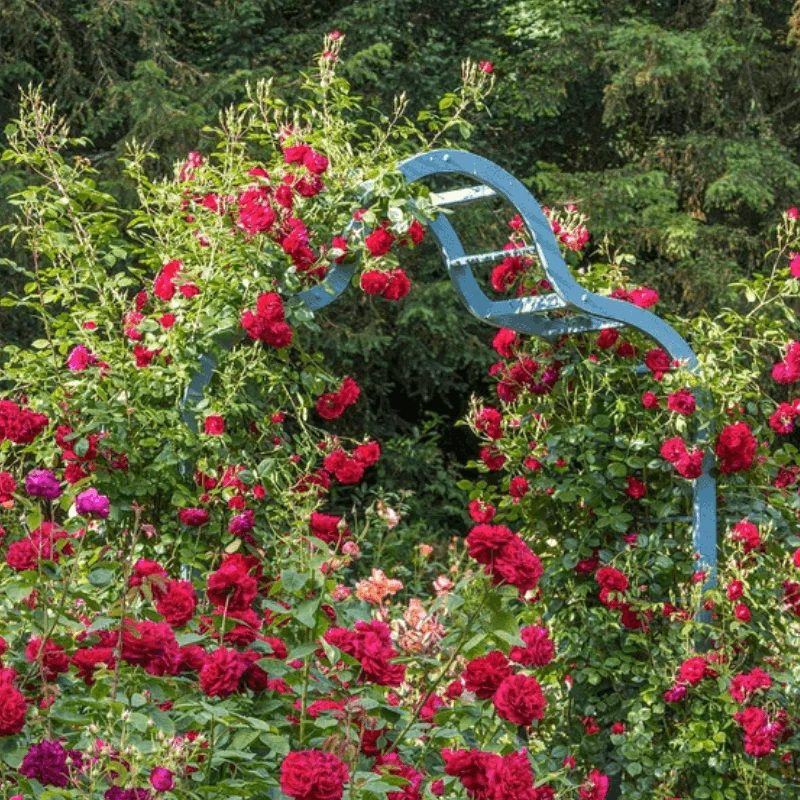 Trandafir Catarator "David Austin - Prince's Tust" - Ghiveci 3L - anul 3 1