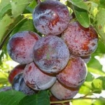 Pom Fructifer - Prun Anna Spath ( 20 bucati ) 1