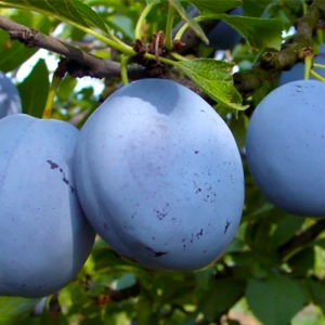 Pom Fructifer - Prun Cacanska Lepotica ( 20 bucati ) 1