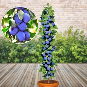 Pom Fructifer - Prun Columnar Imperial Anul 3 - Ghiveci 3 l - Inaltime 80 - 120 cm 1