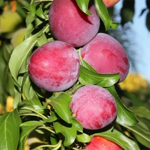 Pom Fructifer - Prun Columnar Red Lure Anul 3 - Ghiveci 3 l - Inaltime 80 - 120 cm 1