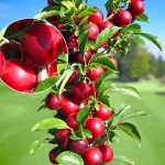 Pom Fructifer - Prun Columnar Rubin Anul 3 - Ghiveci 3 l - Inaltime 80 - 120 cm 1