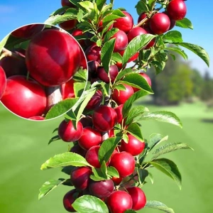 Pom Fructifer - Prun Columnar Rubin Anul 3 - Ghiveci 3 l - Inaltime 80 - 120 cm 1