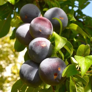 Pom Fructifer - Prun Columnar Sonic Lady Anul 3 - Ghiveci 3 l - Inaltime 80 - 120 cm 1