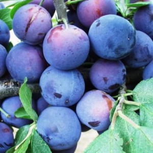 Pom Fructifer - Prun Haganta ( 20 bucati ) 1