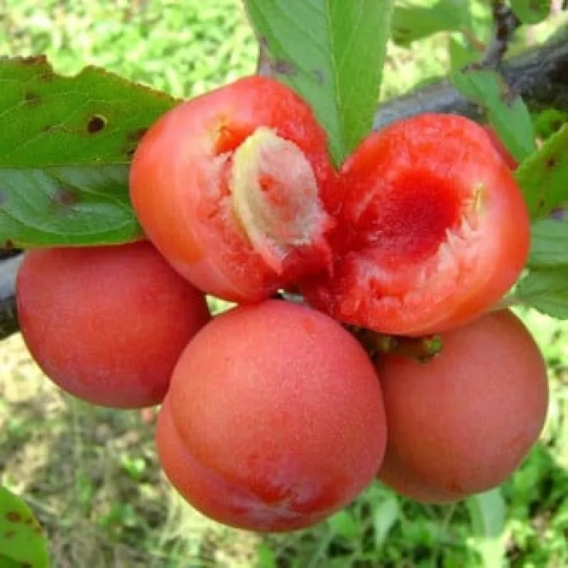 Pom Fructifer - Prun Jamaica ( 20 bucati ) 1