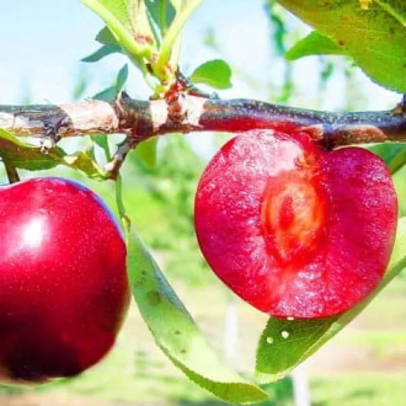 Prun-Red-Lure-3628 Pom Fructifer - Prun Red Lure ( 20 bucati ) 1