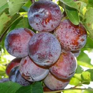 Pom fructifer - Prun Renclod Althan 1