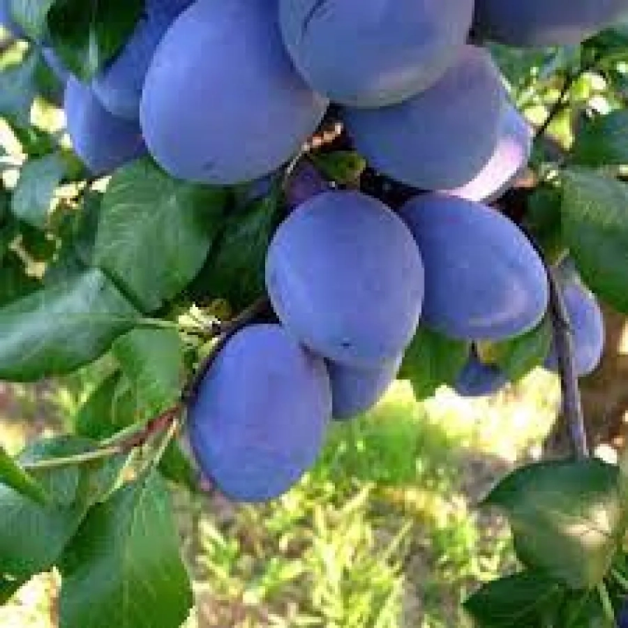 Prun-Top-Taste Pom fructifer - Prun Top Taste 1