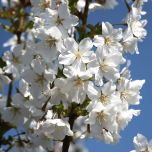 Cires Japonez pe Picior - Brilliant - Ghiveci 5L - Inaltime 100 - 120 cm 2