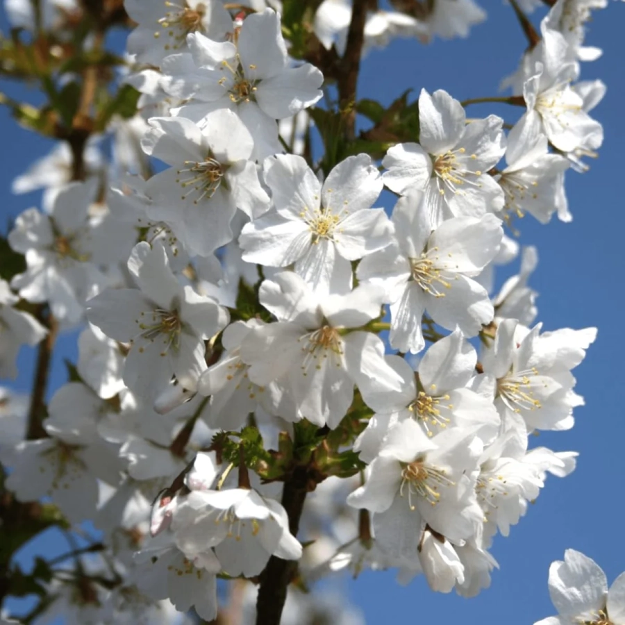 Cires Japonez pe Picior - Brilliant - Ghiveci 5L - Inaltime 100 - 120 cm 2