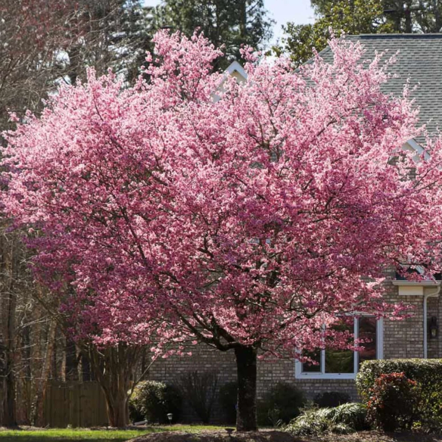 Prunus-Nipponica-roz Cires Japonez pe Picior - Ruby - Ghiveci 5L - Inaltime 100 - 120 cm 1