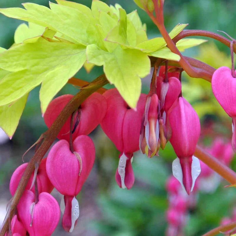 RUBY-GOLD Cerceii Doamnei Ruby Gold ( Dicentra) 1