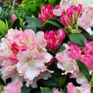 Rhododendron Dreamland - Ghiveci 10 L - Înălțime 70 - 80 cm 1