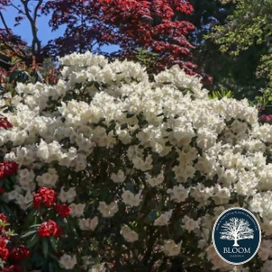 Rhododendron Gartendirektor Rieger - Ghiveci 10 L - Înălțime 70 - 80 cm 1