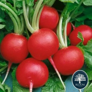 Seminte Ridichi de Luna 1