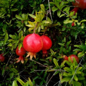 Pomi fructiferi - Rodiu Punica Granatum Nero radacina impachetata 1