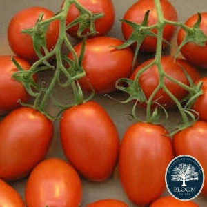 Seminte Rosii Roma 1