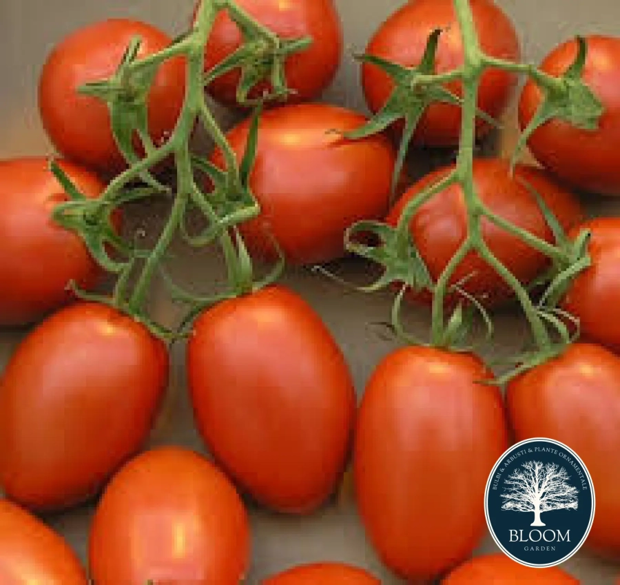 Rosii-Roma Seminte Rosii Roma 1