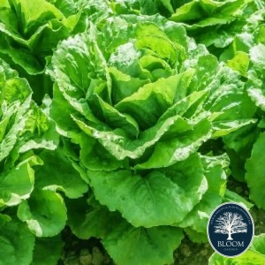 Seminte Salata Attraction 1