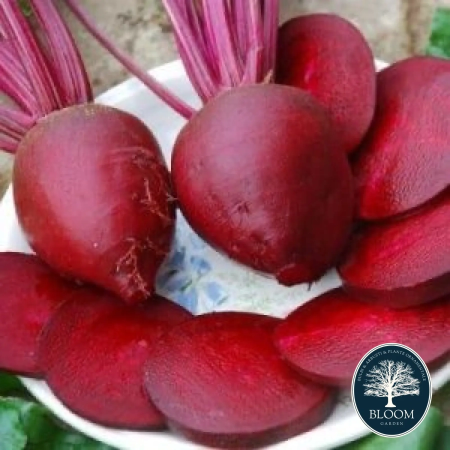 Sfecla-Rosie Seminte Sfecla Rosie 1