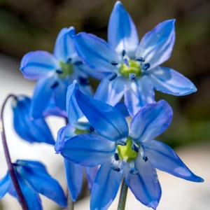 Bulbi de Scilla Siberica - Albastra 2