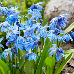 Bulbi de Scilla Siberica - Albastra 1