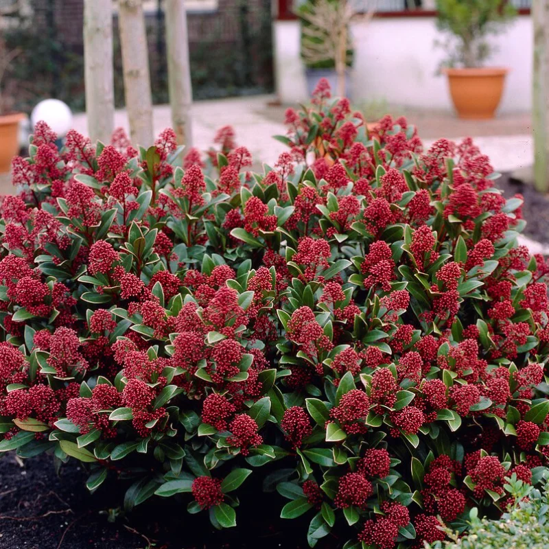 Liliac Japonez - Skimmia Japonica Red - Ghiveci 5 l - Inaltime 60 - 70 cm 2