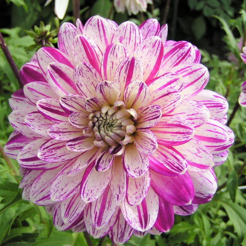 Smokey-site Rizomi de Dalie Smokey 1