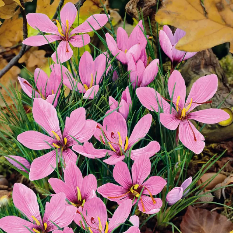 Sofran-25-buc Sofran 1